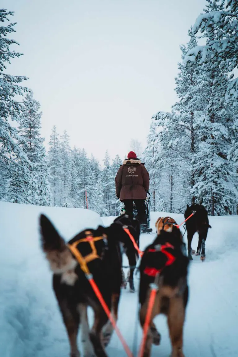 Dogs Snow Lapland