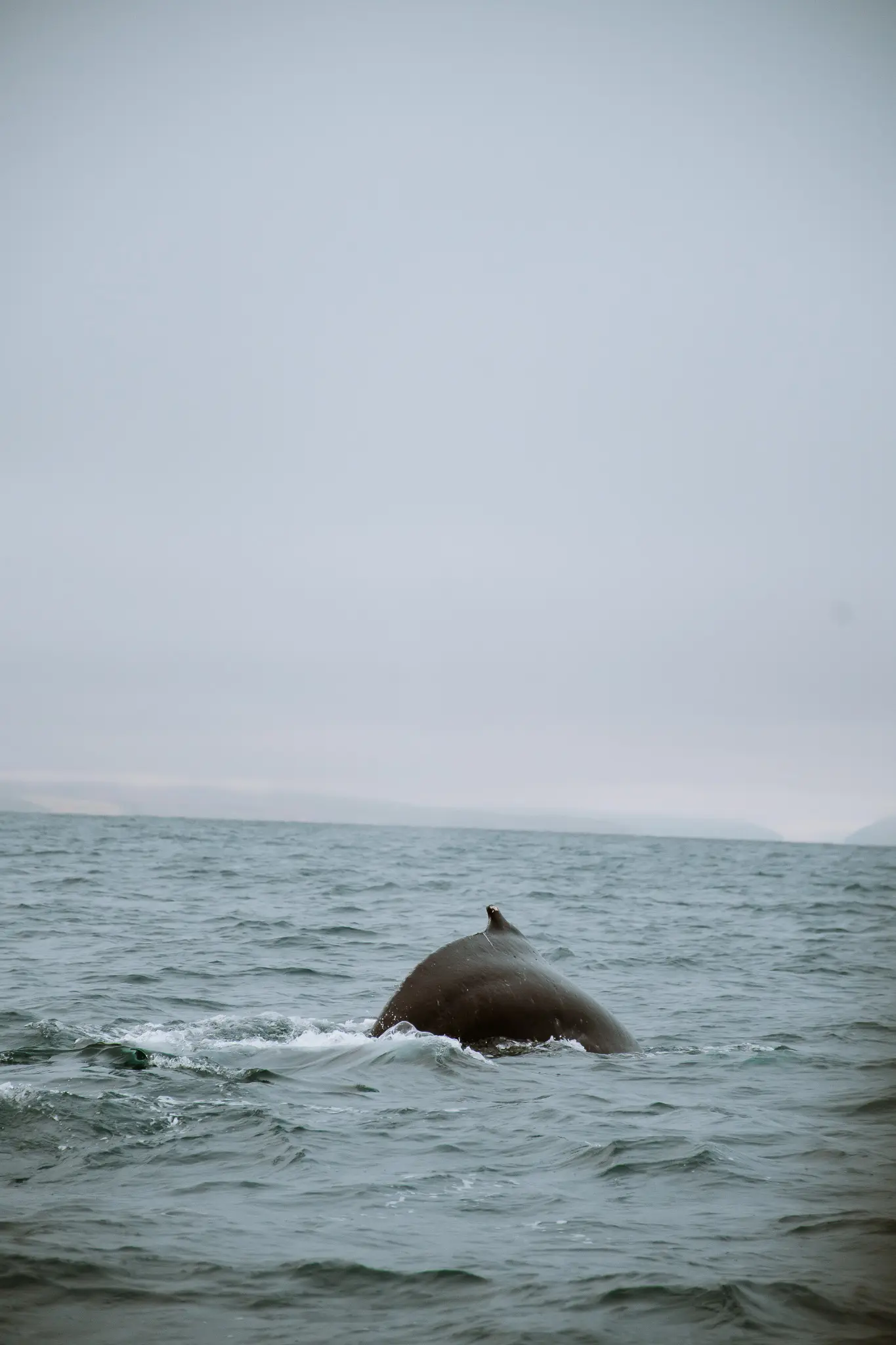 whale watching