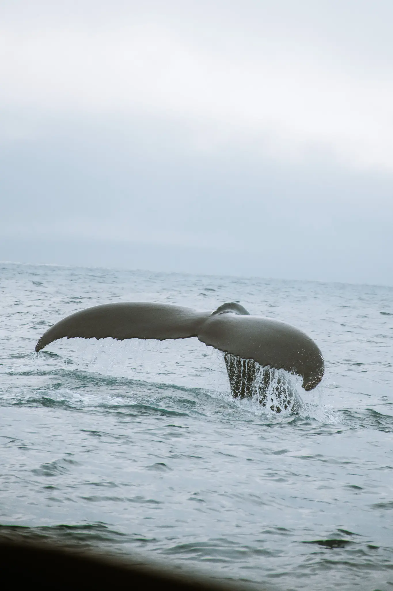 whale watching