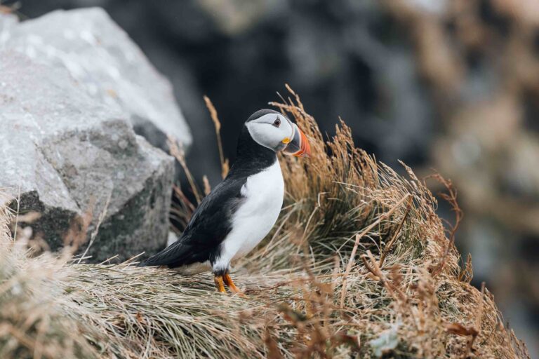 Puffin Nature Iceland