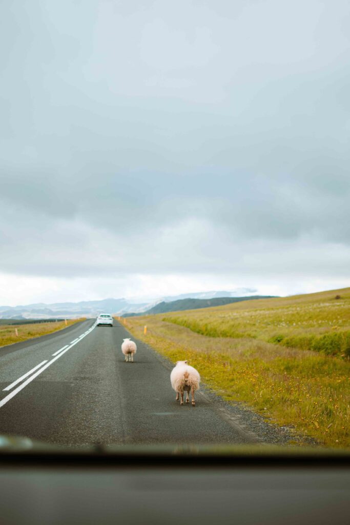 Sheeps Road Iceland