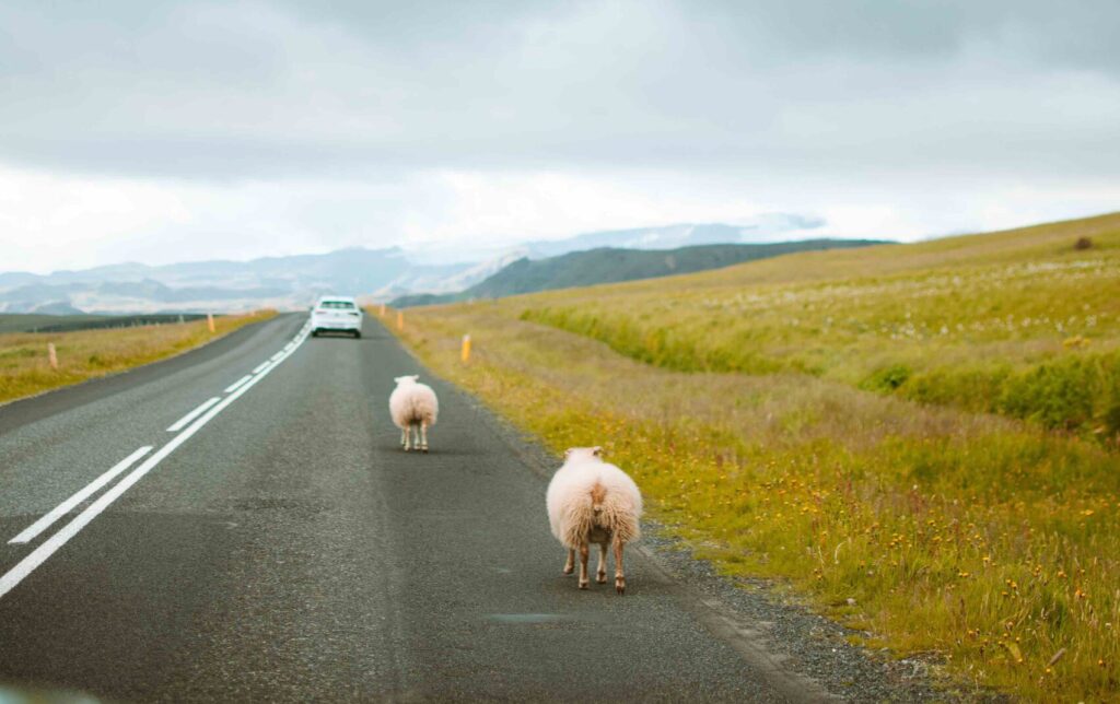 Sheeps Road Island