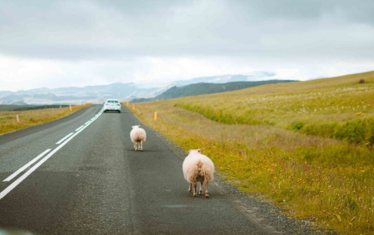 Sheeps Road Island